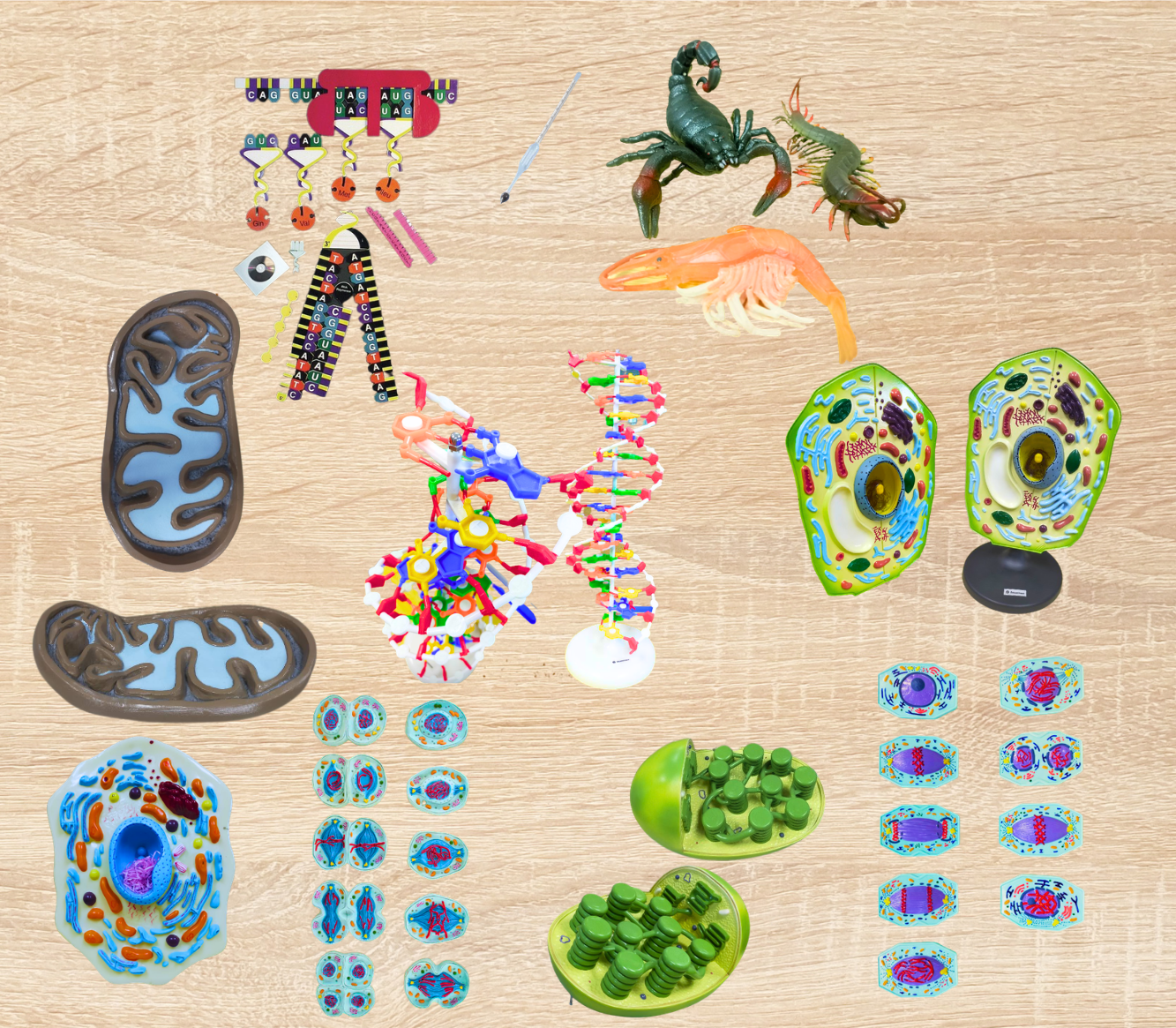 Models: Other Biological Structures and Species